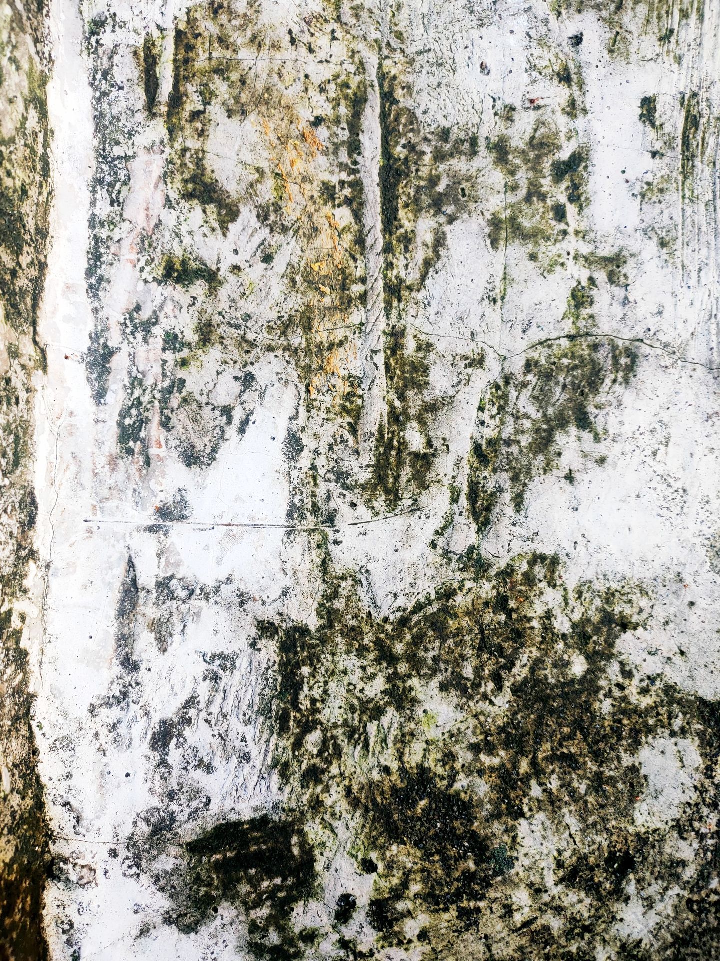 Piltze und Moos können leicht entfernt werden.